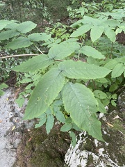 Sambucus racemosa