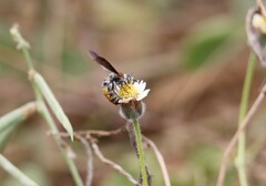 Campsomerinae