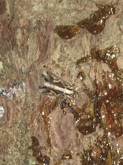 Spodoptera dolichos