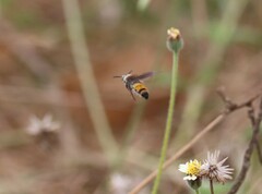 Campsomerinae