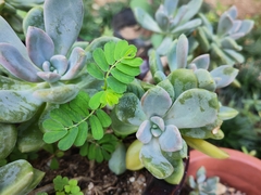 Phyllanthus urinaria