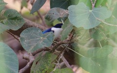 Todiramphus macleayii