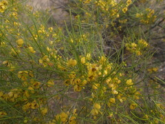 Senna artemisioides