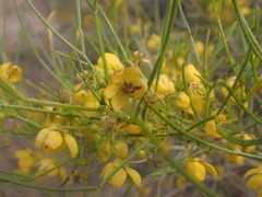 Senna artemisioides