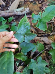 Polypodiaceae