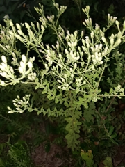 Sericocarpus tortifolius
