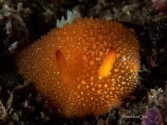 Acanthodoris lutea