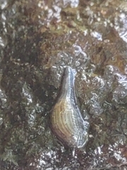 Helobdella