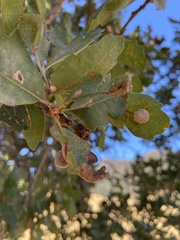 Cynips multipunctata