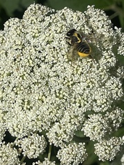 Megachile latimanus