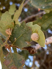 Cynips multipunctata
