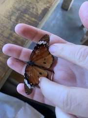 Danaus chrysippus orientis