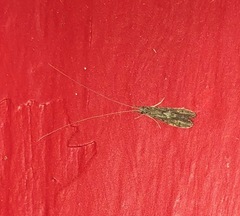 Oecetis