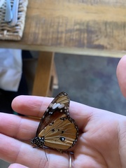 Danaus chrysippus orientis