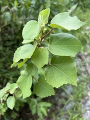 Hibiscus makinoi