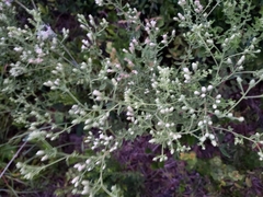 Sericocarpus tortifolius