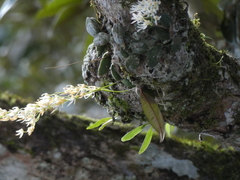 Dendrobium linguiforme