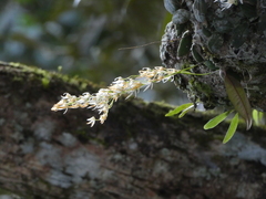 Dendrobium linguiforme