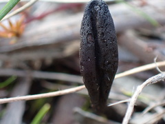 Geoglossum