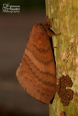 Kunugia latipennis
