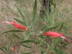 Eremophila glabra