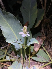 Anemopsis californica