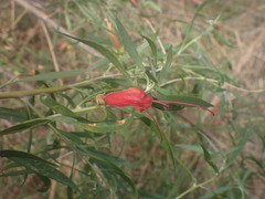 Eremophila glabra
