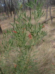 Eremophila glabra
