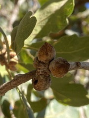 Disholcaspis simulata