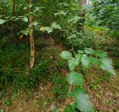Betula pubescens