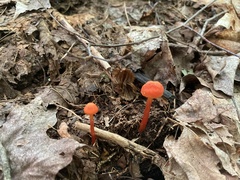 Hygrocybe coccinea