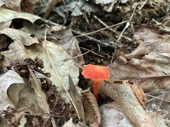 Hygrocybe coccinea
