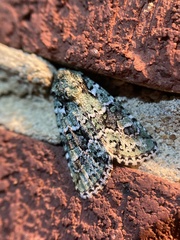 Lacinipolia laudabilis