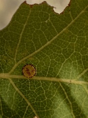 Andricus parmula