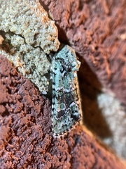 Lacinipolia laudabilis