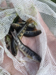 Salvelinus fontinalis