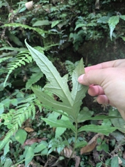 Valeriana officinalis