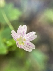 Claytonia sibirica