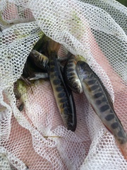 Salvelinus fontinalis