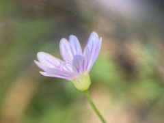 Claytonia sibirica