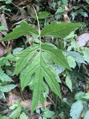 Valeriana officinalis