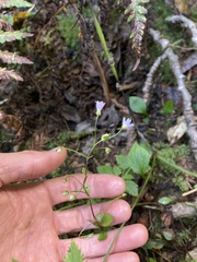 Claytonia sibirica
