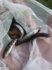 Salvelinus fontinalis