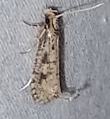 Amydria effrenatella