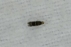 Hydroptilidae