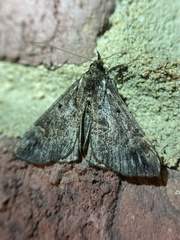 Hypena palparia