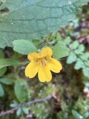 Erythranthe dentata