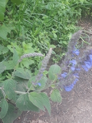 Salvia polystachia