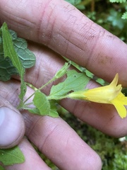 Erythranthe dentata