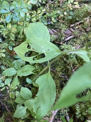 Erythranthe dentata